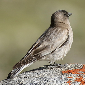 Brandt's Mountain-Finch